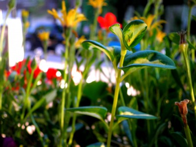 Sprouting Green Reaching for the Sun. New Dawn. Photo by @Milaspage